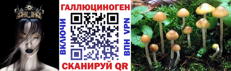 купить наркоту Ейск Галлюциногенные грибы Psilocybine cubensis